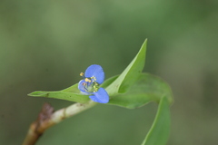 Commelina diffusa